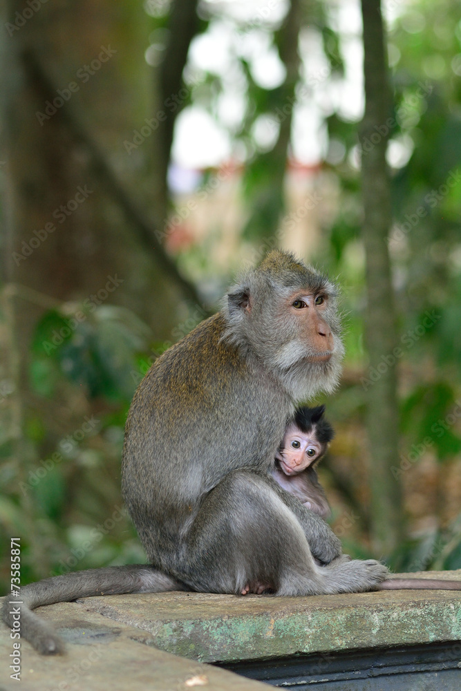 Bali macaques, Bali, Indonesia