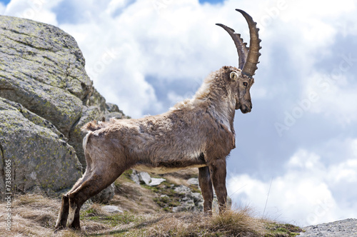 Fotografie, Tablou Steinbock. Alpine Ibex, Gran Paradiso National Park, Italy