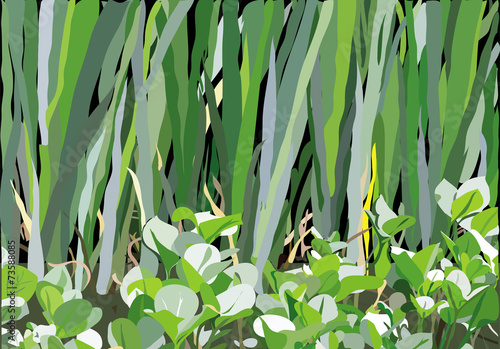 marsh pattern