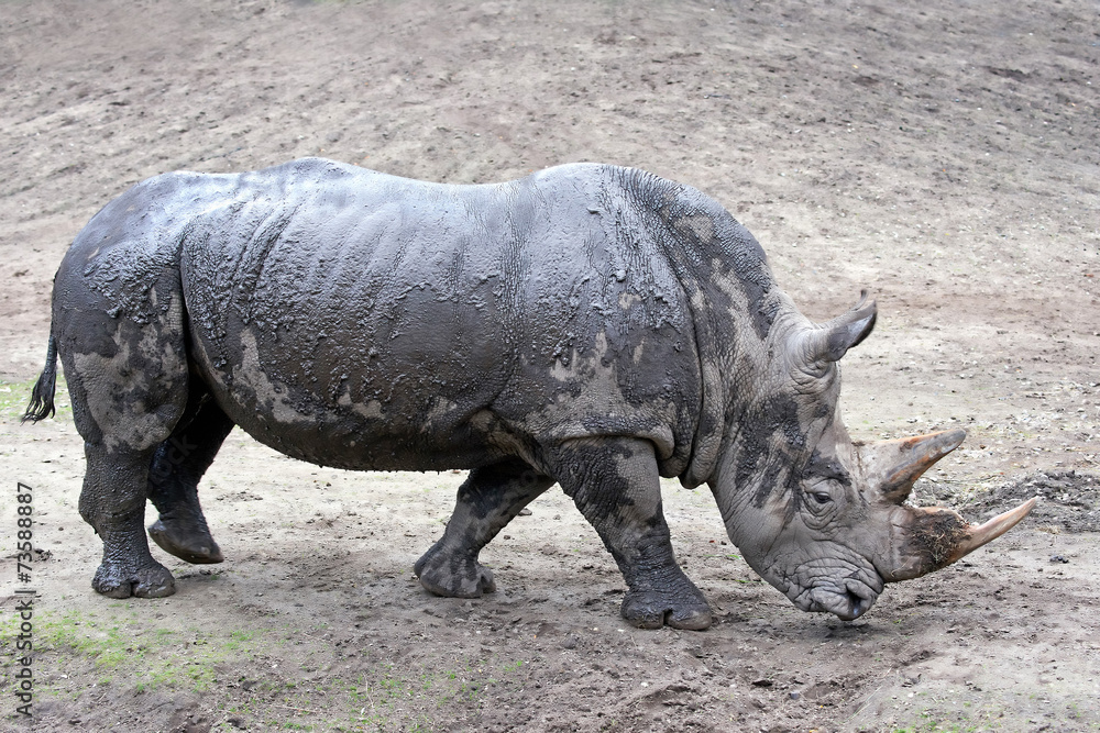 White Rhinoceros (Ceratotherium simum) White Rhinoceros (Ceratotherium simum)