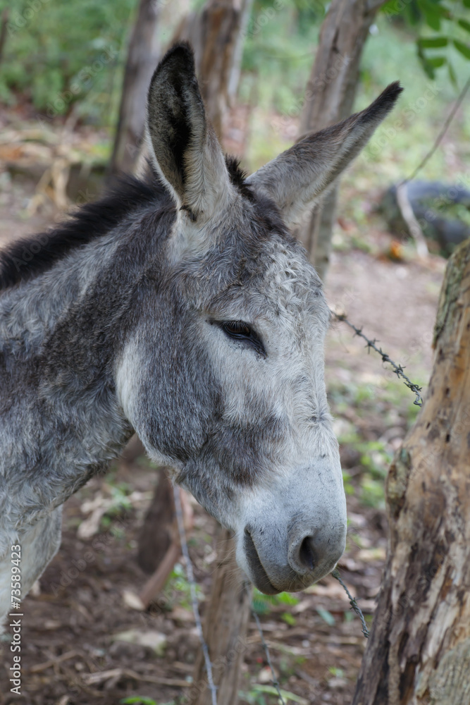 grey donkey closeup detail from a nicaraguan farm grey donkey closeup detail from a nicaraguan farm