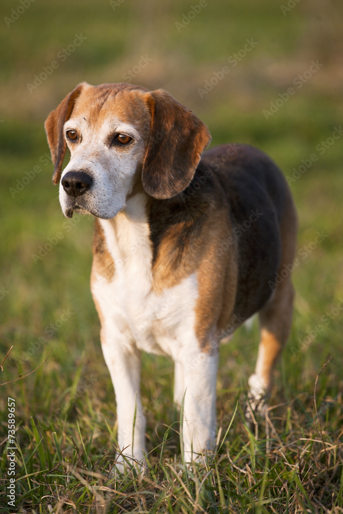Beagle on meadow, pedigree dog standing on lawn in grass