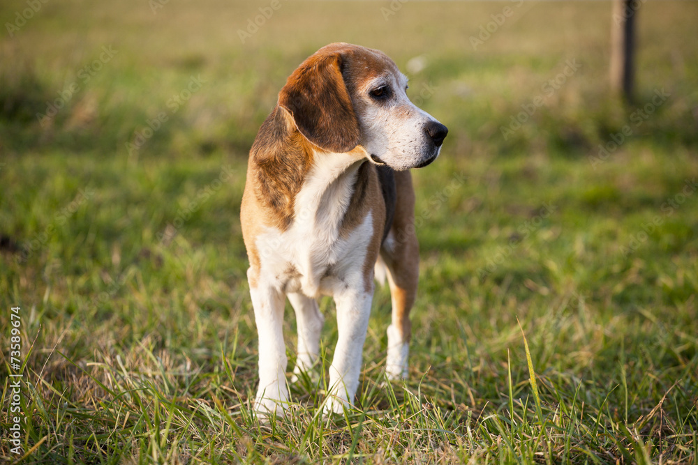 Pedigree proficient foxhound beagle on meadow
