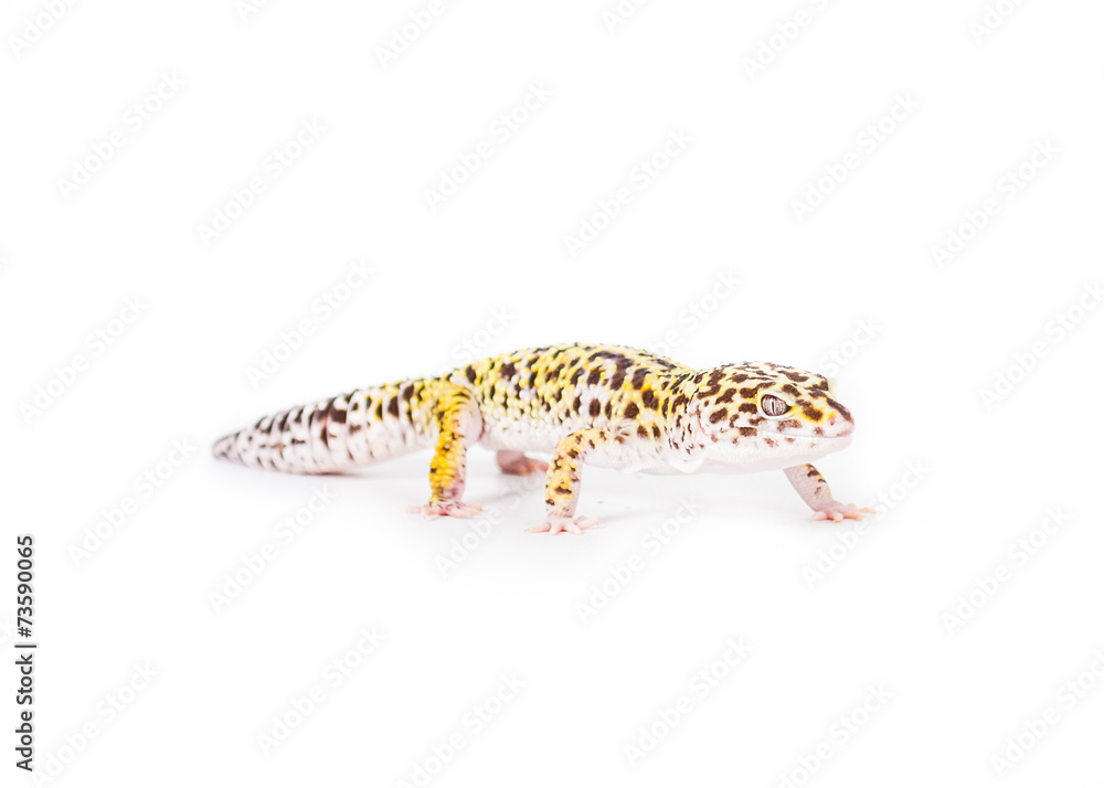 cute leopard gecko on a white background cute leopard gecko on a white background