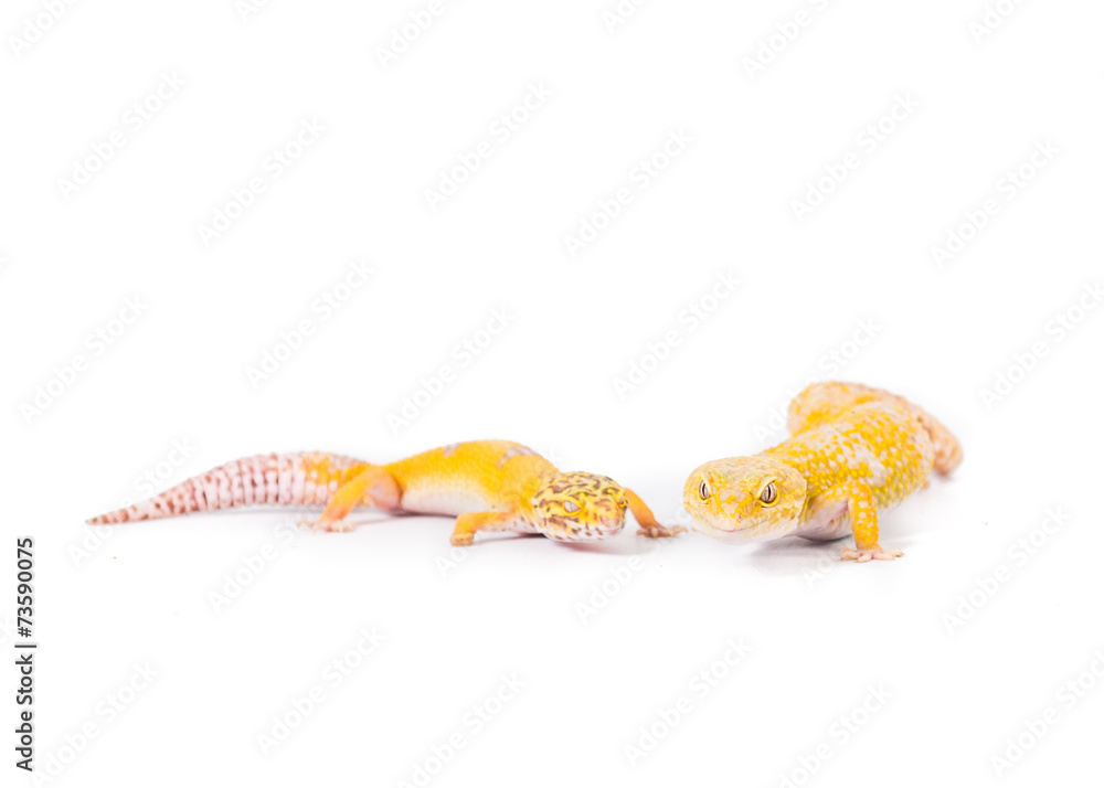 Fototapeta premium Two leopard geckos on a white background