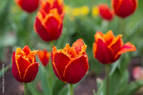 Red Tulips Blooming on the Flowerbed.