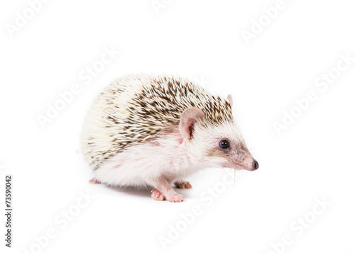 Pet Pygmy Hedgehog