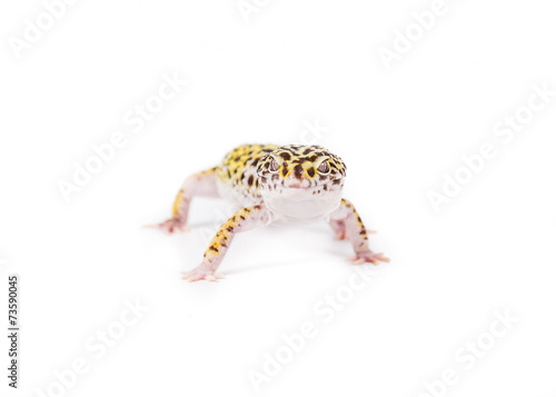 leopard gecko  close up