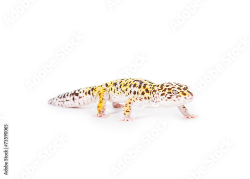 cute leopard gecko on a white background