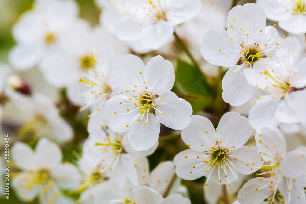 Inflorescences of White Flowers of Cherry Blossoms.