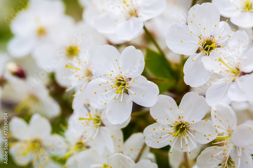 Inflorescences of White Flowers of Cherry Blossoms.