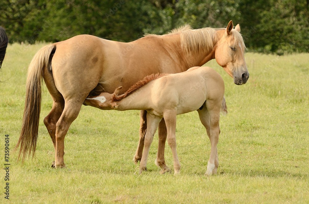 American paint mare and colt - obrazy, fototapety, plakaty 