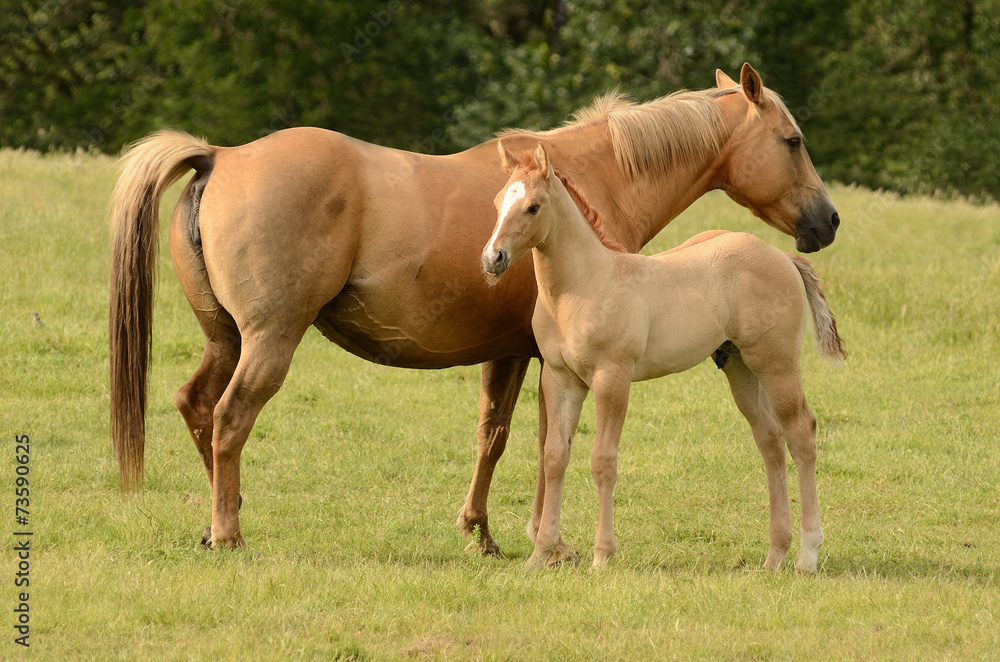American paint mare and colt