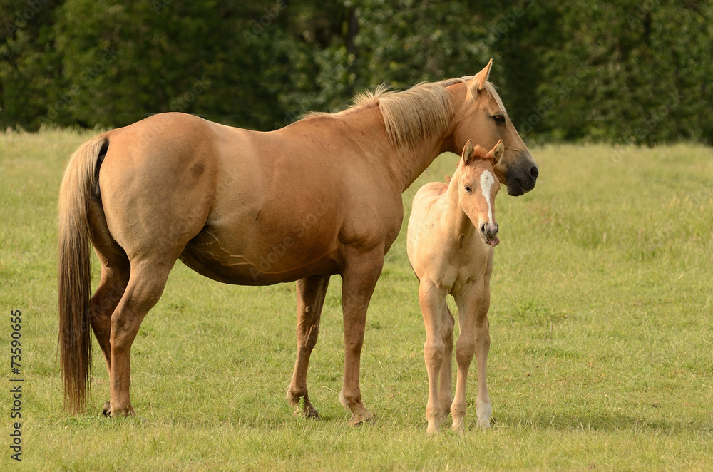 American paint mare and colt