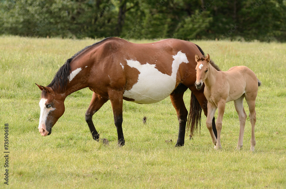 American paint mare and colt American paint mare and colt