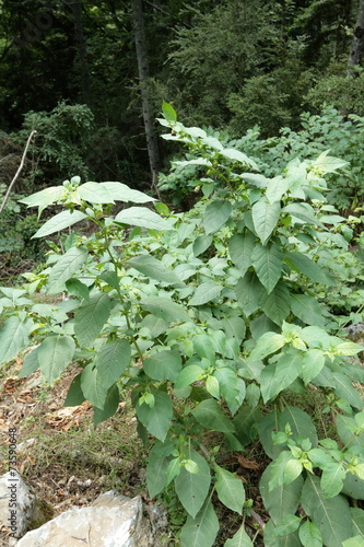 Belladone (Atropa belladonna) photo