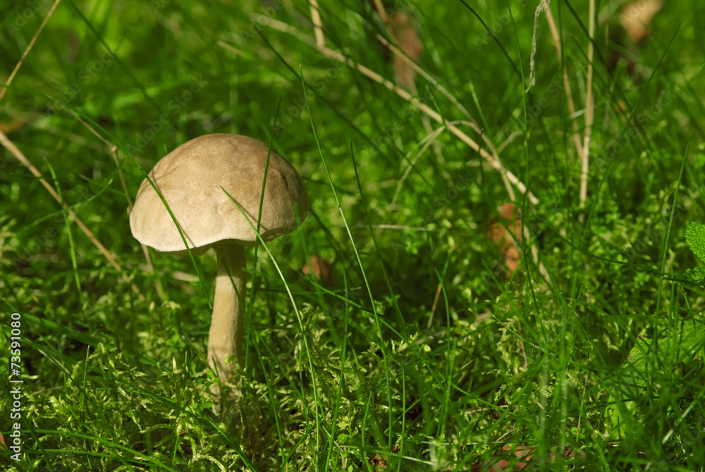 Brown-cap boletus edible mushroom in the forest Brown-cap boletus edible mushroom in the forest