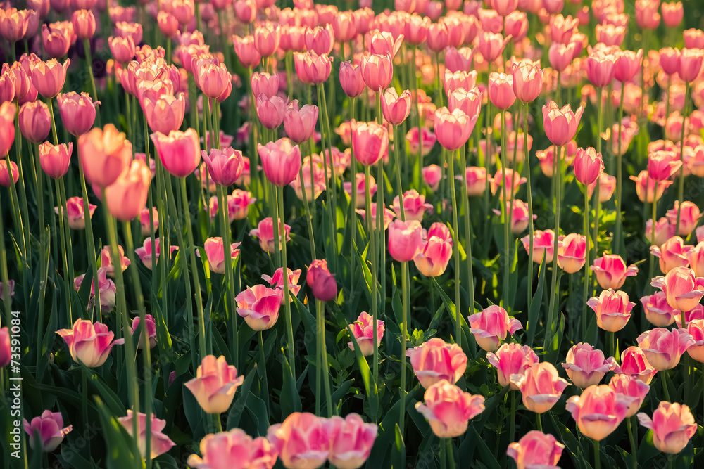 The Flowerbed with Pink Tulips on on Long Stems in the Sunlight.