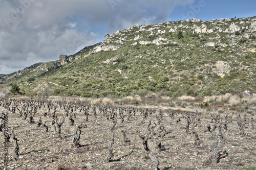 Foto Vigne dans les Corbières,France