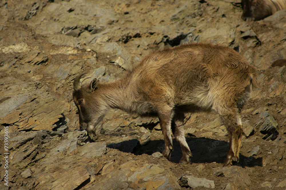Himalayan tahr on the rocks in the Prague ZOO Himalayan tahr on the rocks in the Prague ZOO