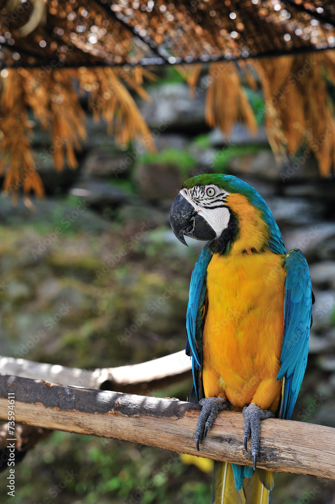 ルリコンゴウインコ ルリコンゴウインコ