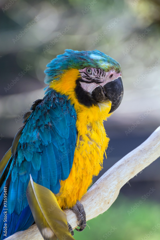 ルリコンゴウインコ