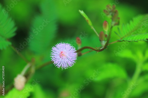 sensitive plant