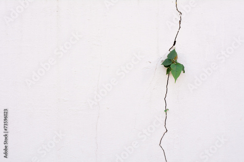 young plant growth on the crack wall