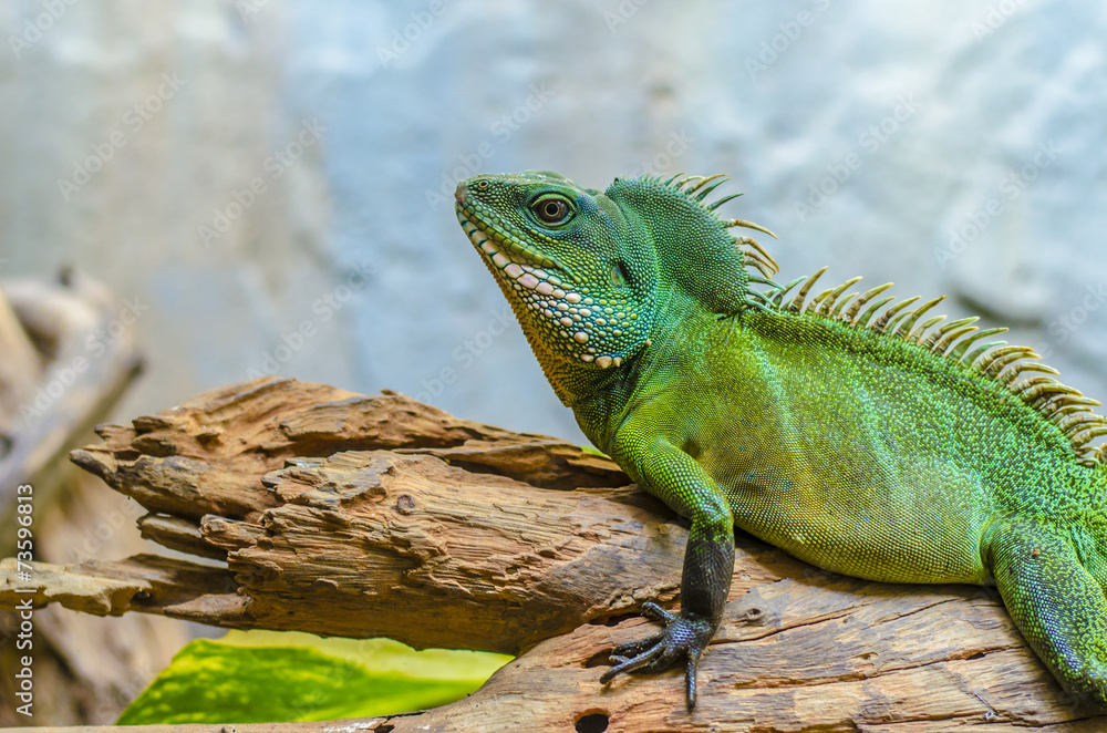 Fototapeta premium green chameleon