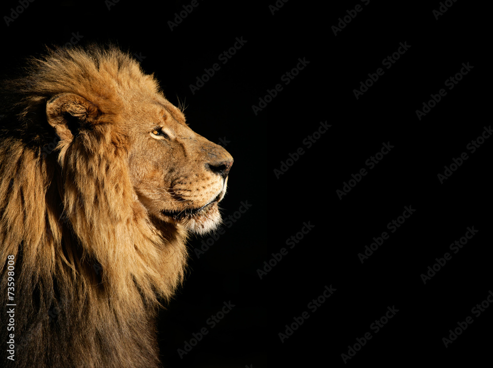 Portrait of a big male African lion on black
