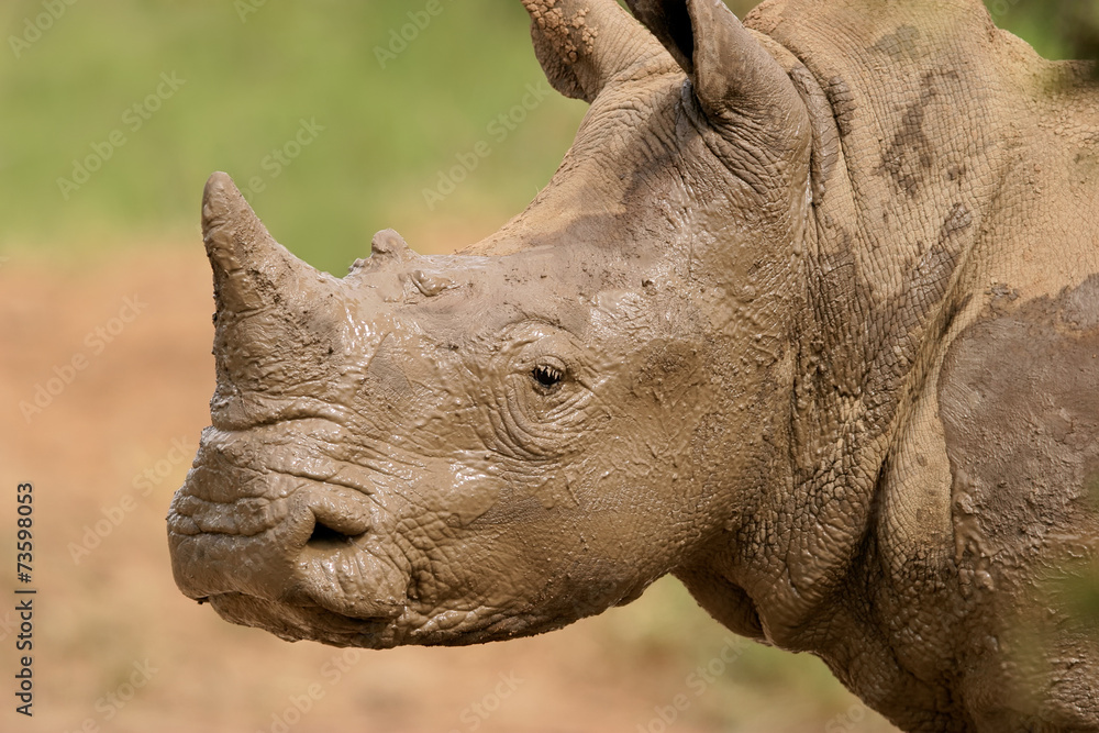 Fototapeta premium Portrait of a white rhinoceros covered in mud