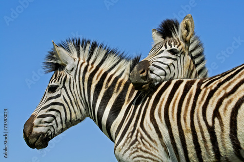 Plains Zebra portrait  Mokala National Park