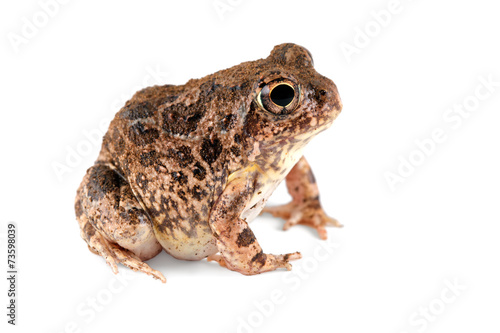 African sand frog (Tomopterna cryptotis) on white photo