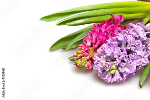 two  hyacinths