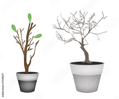 Brown Trees and Tree Buds in Flower Pots