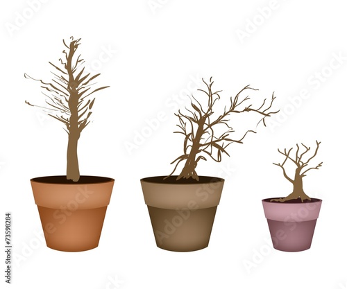 Three Abstract Isometric Brown Trees in Flower Pot
