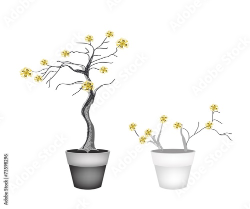 Beautiful Yellow Trees in Two Flower Pots