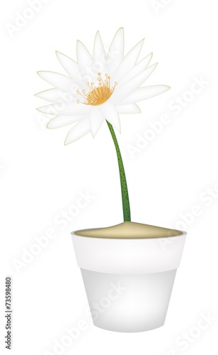 White Lotus Flower in A Ceramic Pot © Iamnee