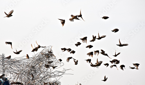 bird flock