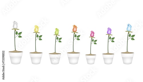 Fototapeta Naklejka Na Ścianę i Meble -  Set of Roses in Ceramic Flower Pots