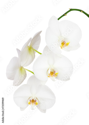 Seven Day Old White Ochid Isolated on White Background.
