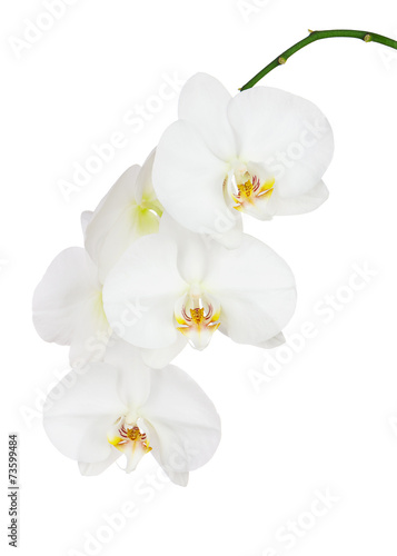 Seven Day Old White Ochid Isolated on White Background.