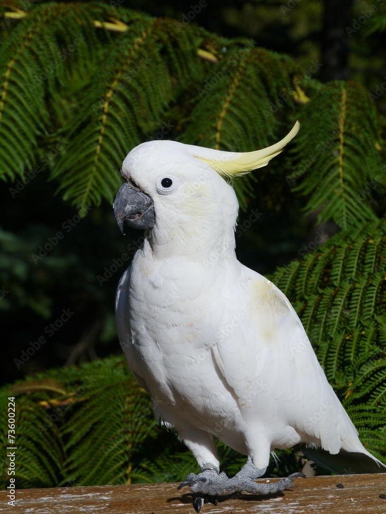 The Sulphur-crested Cockatoo or Cacatua galerita The Sulphur-crested Cockatoo or Cacatua galerita