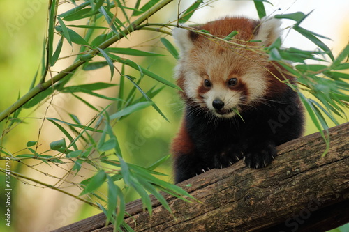 Fototapeta Naklejka Na Ścianę i Meble -  panda roux femelle