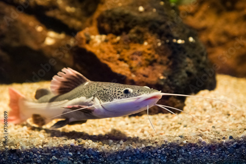 Fotografija Phractocephalus hemioliopterus - redtail catfish