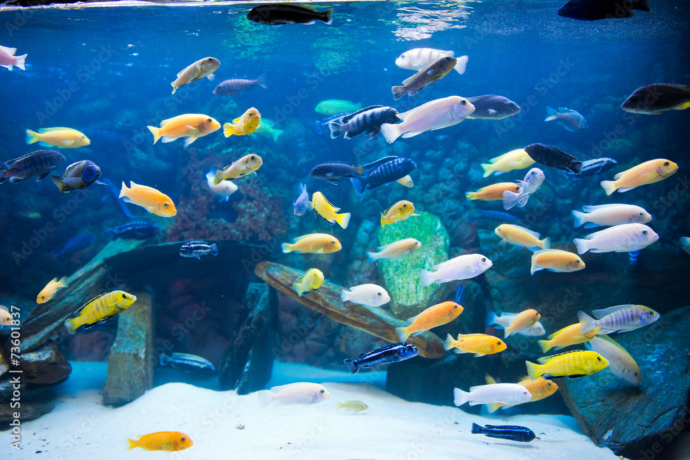 Obraz premium cichlids