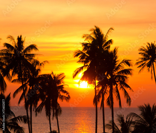Coconut Horizon Palm Paradise © alma_sacra