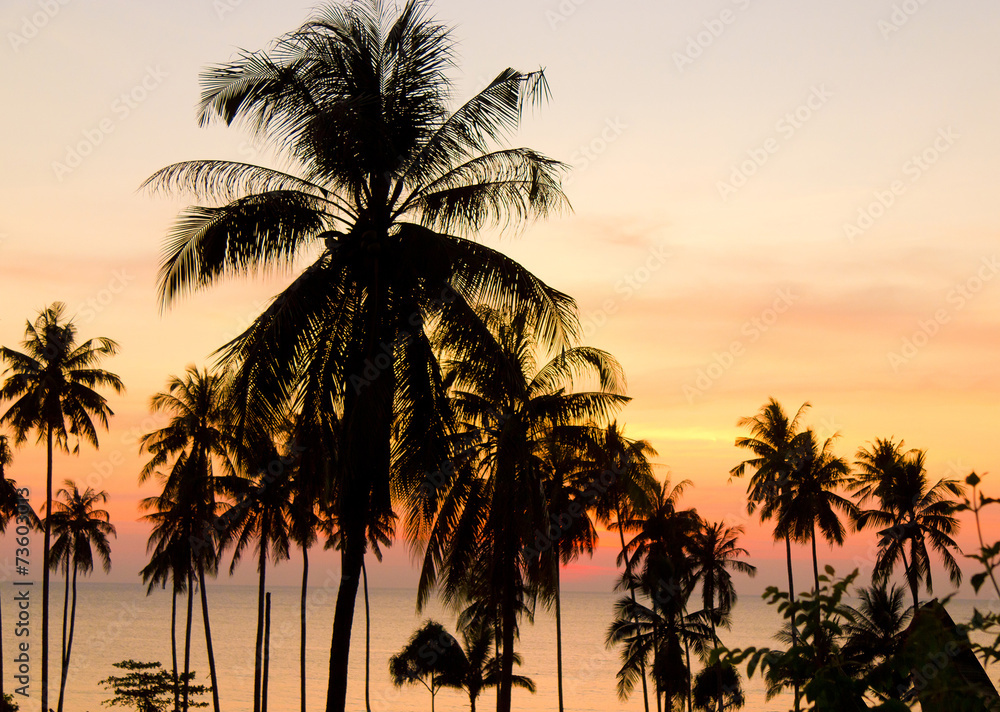 Evening Scene Coconut Horizon