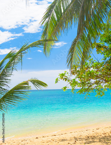 Under Trees Coconut Getaway