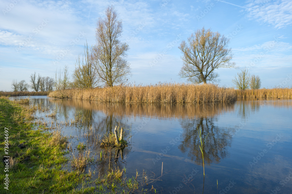 The shore of a lake with reed in autumn